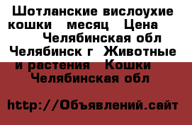 Шотланские вислоухие кошки 1 месяц › Цена ­ 1 000 - Челябинская обл., Челябинск г. Животные и растения » Кошки   . Челябинская обл.